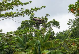 Traditional house of the Korowai tribe on New Guinea, Indonesia.