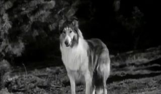 Lassie Dog Classic Television
