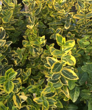 variegated leaves of Euonymus fortunei shrub