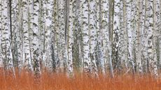 silver birch trees growing in woodland display