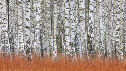 silver birch trees growing in woodland display