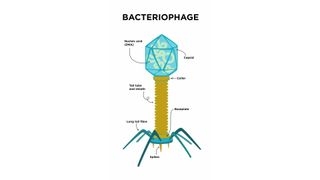 Bacteriophage.