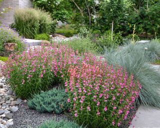 An informal garden based on the xeriscape concept featuring Red Rocks Penstemon, Blue Oat Grass and other assorted grasses and perennials