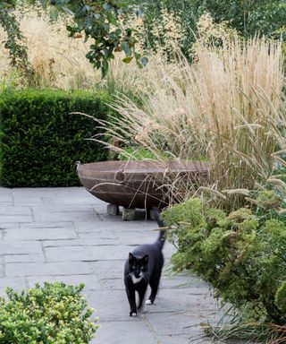 Ornamental grasses in narrow garden ideas with irregular pavers and a black cat.