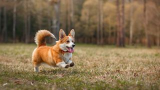 corgi bounding across a field