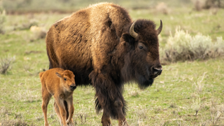 Bison and calf