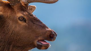 Close-up of bull elk bugling