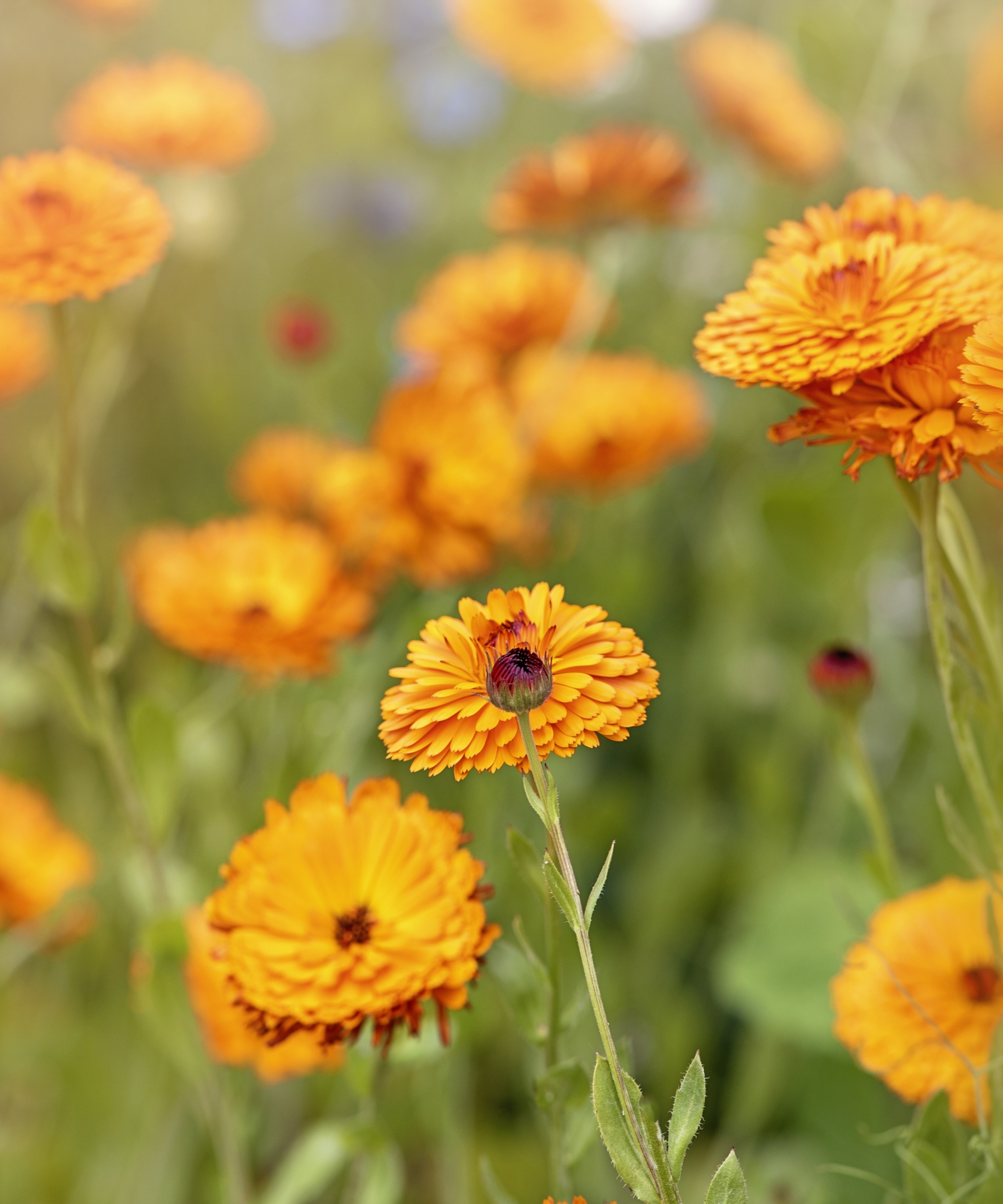 Pot Marigold, Calendula