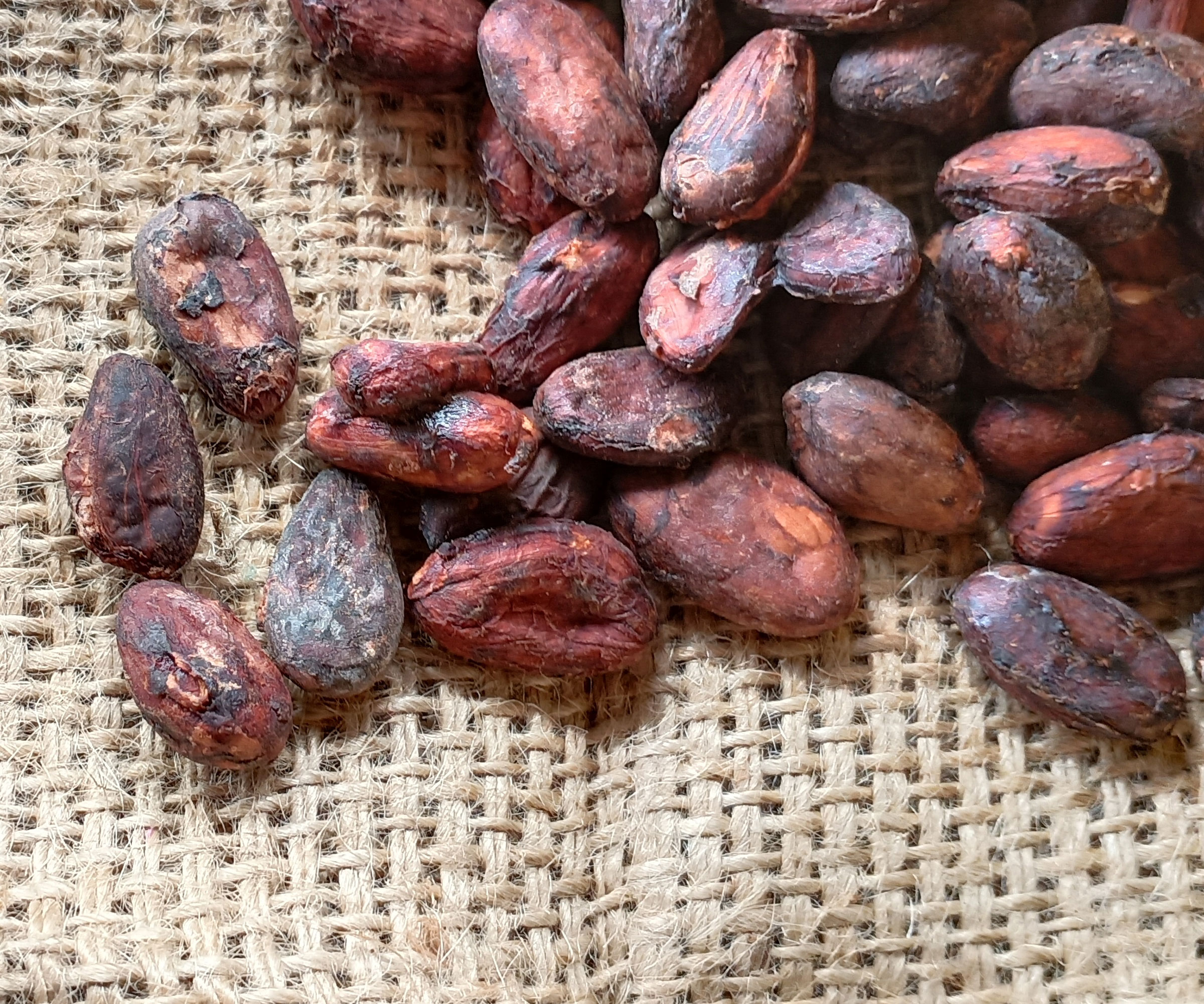 brown cocoa beans on hessian sack background