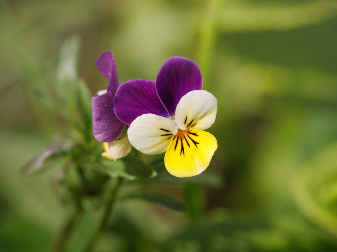 Johnny Jump Up Flowers