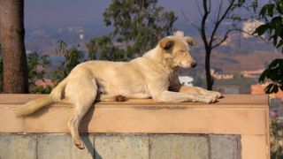Street dog lying on a wall outside temple in India