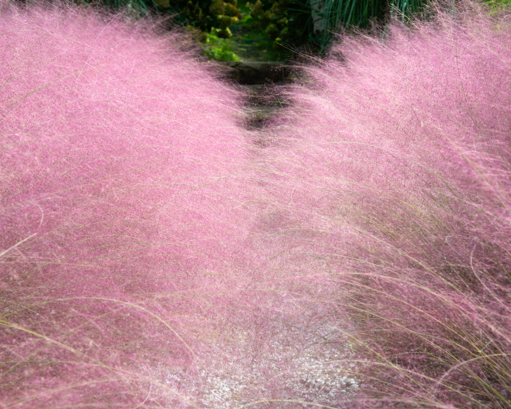 Pink muhly grass used to soften hard landscaping in a garden