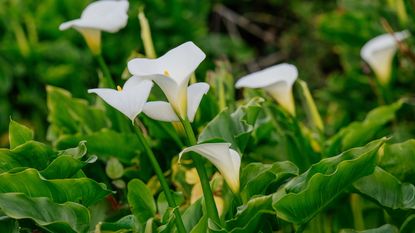 White flowers of calla lilies surrounded by green foliage