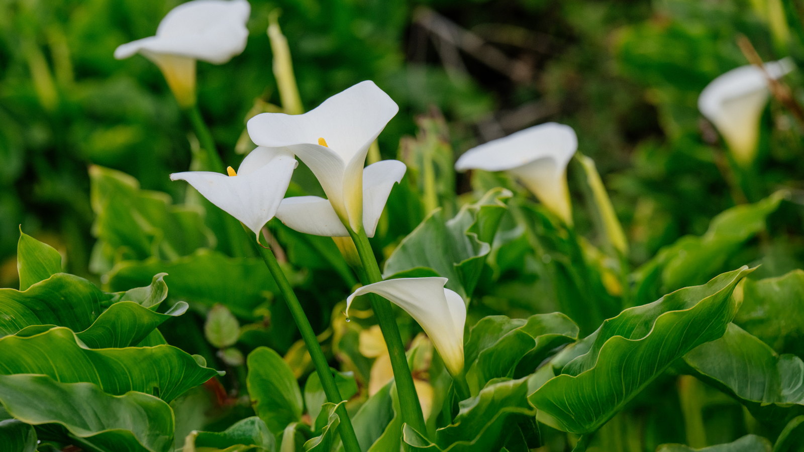 White flowers of calla lilies surrounded by green foliage