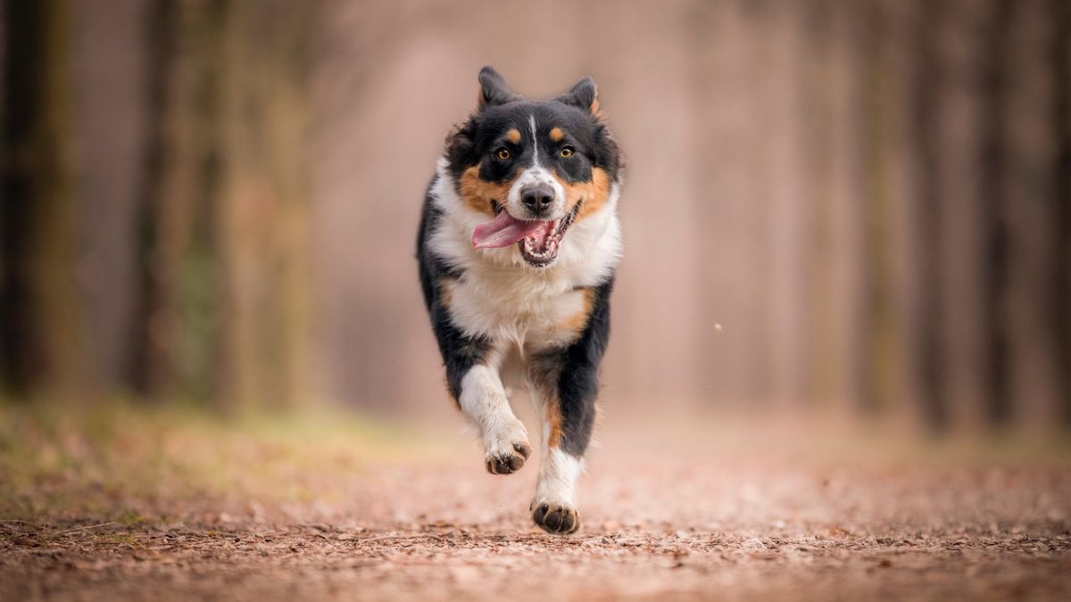 Dog running along forest trail