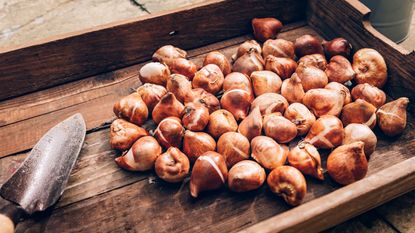 Bulbs being planted in the soil with a silver spade