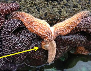 Tissue is disintegrating within this sea star affected by sea star wasting syndrome.