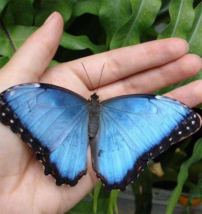Butterfly's Wing Ears May Detect Birds | Live Science