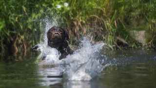 Labrador retriever in the water