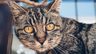 Portrait of a cat, Olympus EM-5 Mark II sample images