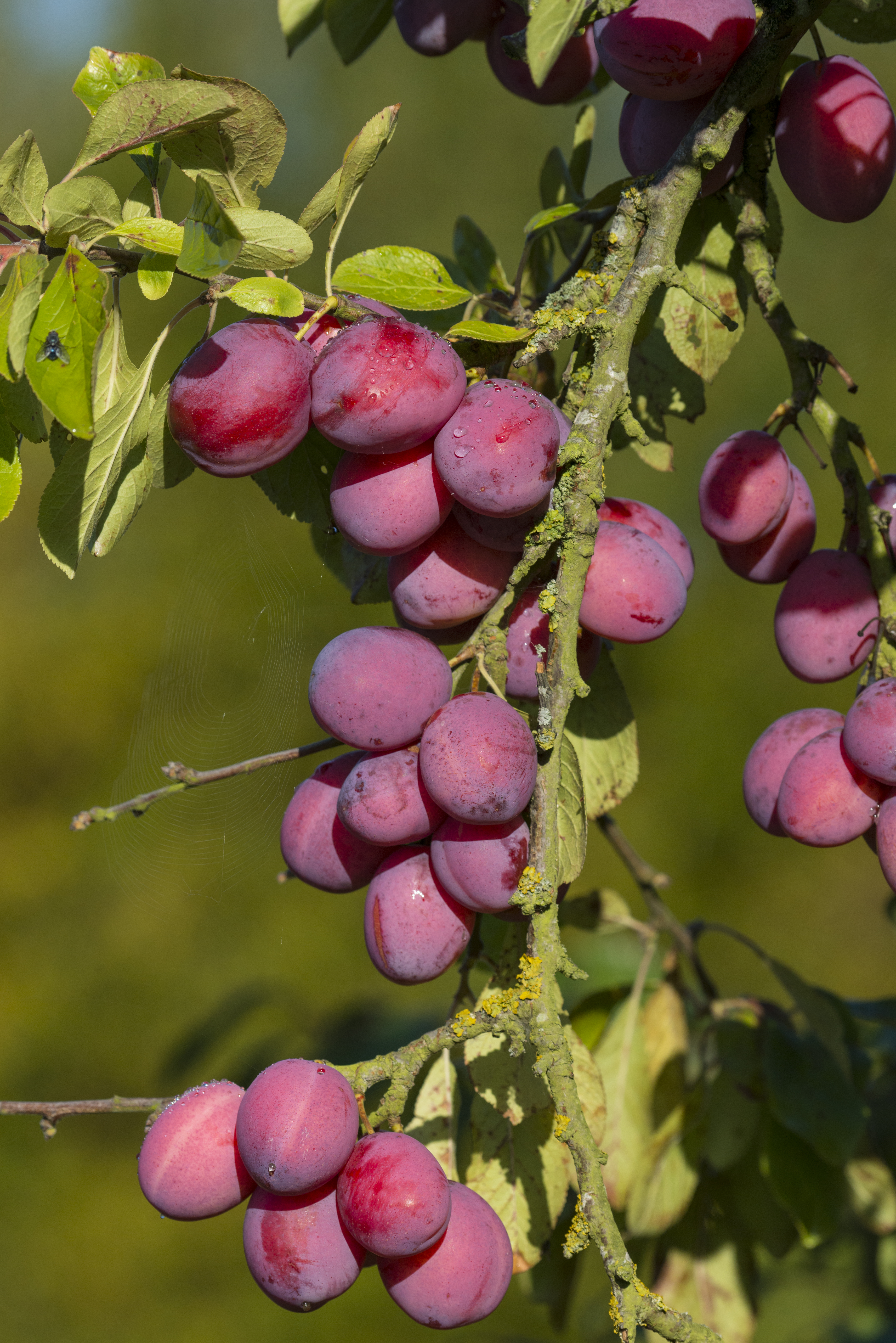 Cluster of red plums growing on a dropping tree branch