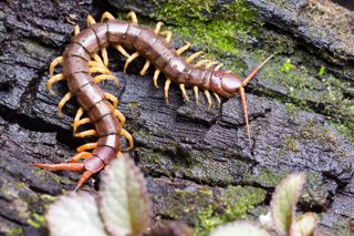 Centipedes have legs that point out, away from the body.