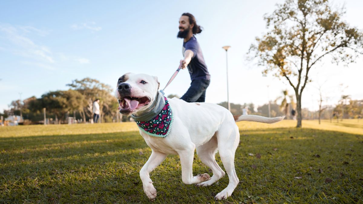 Dog pulling on leash