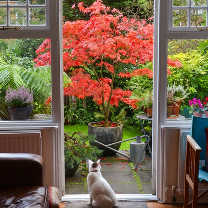 A white cat sits on a mat by french doors overlooking a garden (my garden) and Japanese Maple in full autumn glory