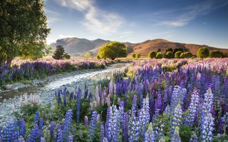 Tekapo Lupins: Lake Tekapo’s picturesque Lupins helped Richard to win the IGPOTY title. The f/16 aperture he used guaranteed plenty of background-to-foreground detail