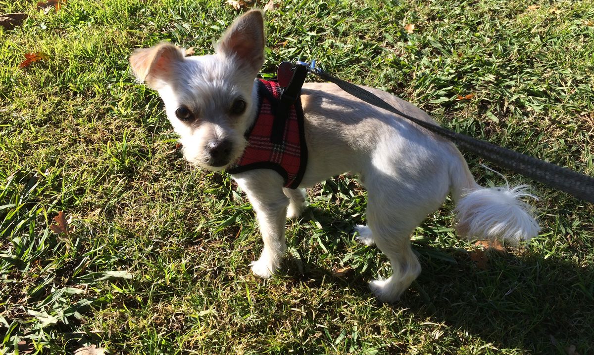 Testing the realism of a dogwalking game by walking my dog PC Gamer