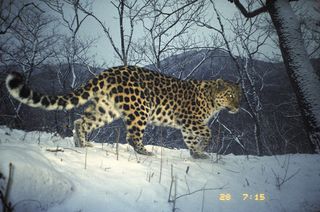 A female Amur leopard who had kittens.