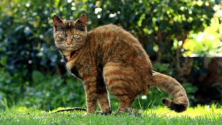 Cat goes to the bathroom outside