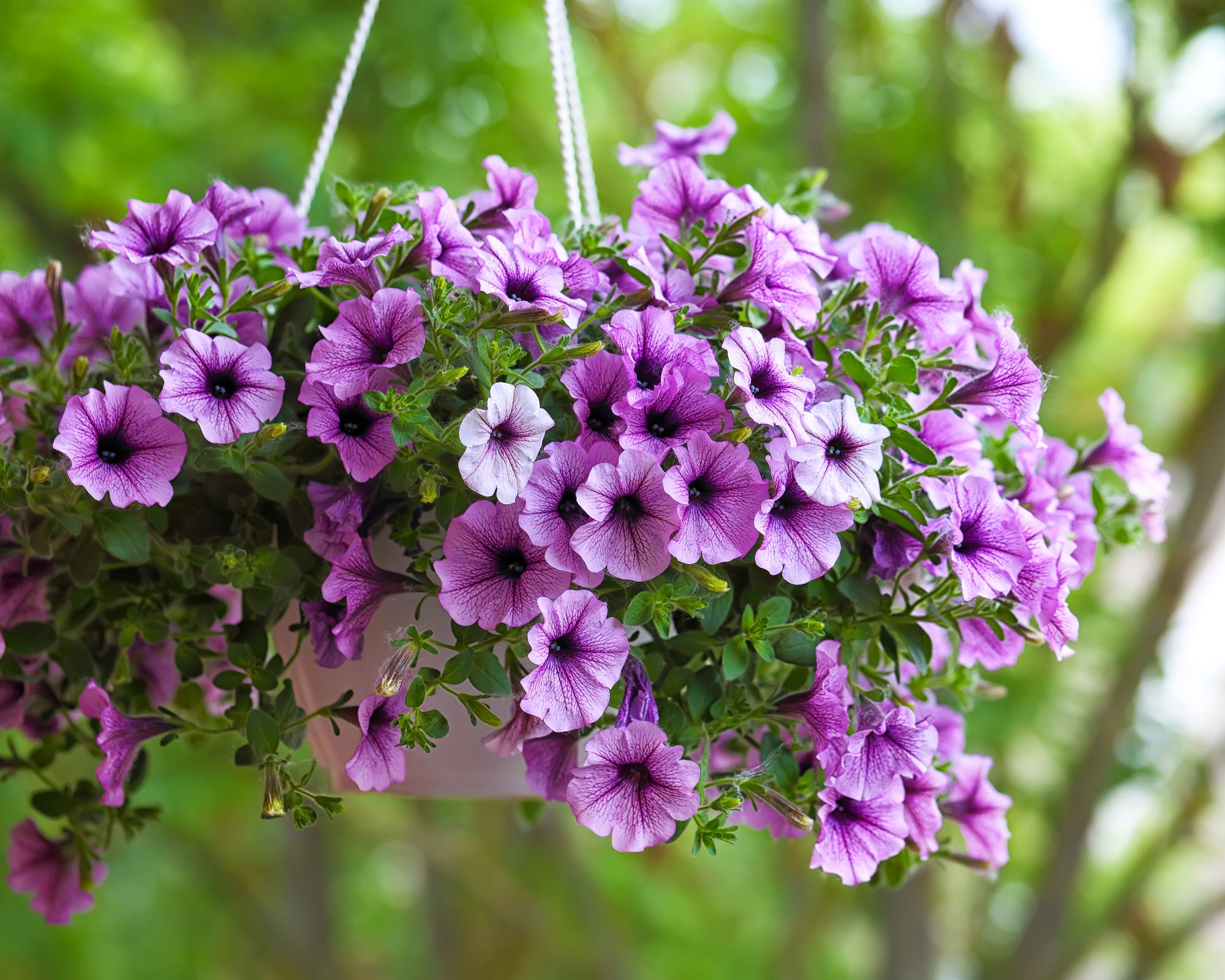 purple petunias growing in a hanging basket
