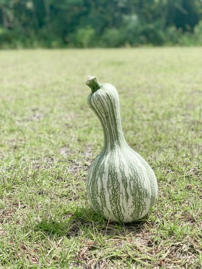 Green Striped Cushaw Squash