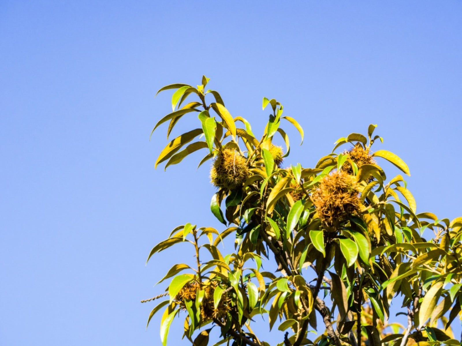 Chinquapin Information - How To Grow Golden Chinquapin Trees ...