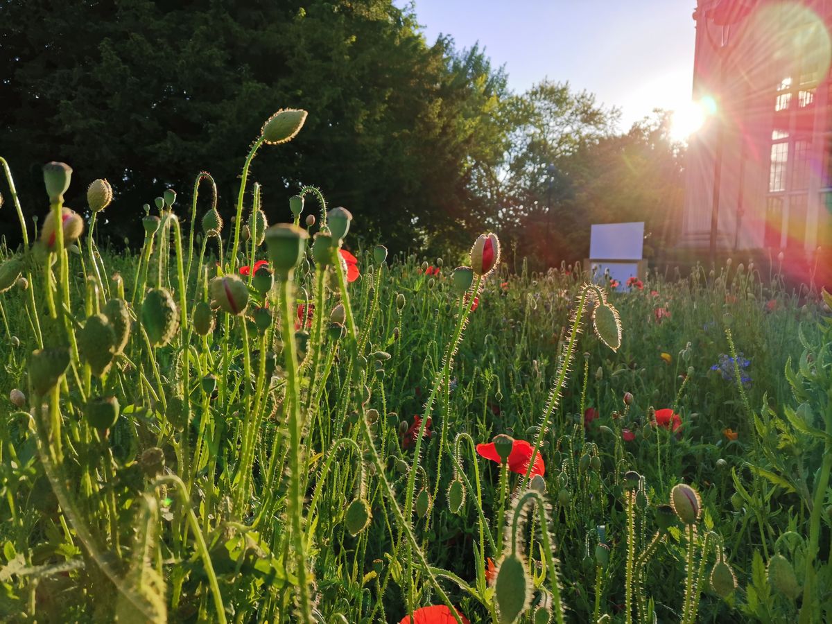 It&rsquo;s possible to take some genuinely beautiful shots with the Honor 20, and you don&rsquo;t have to work too hard to get them. Image credit: TechRadar