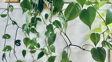Philodendron leaves hanging down from a shelf