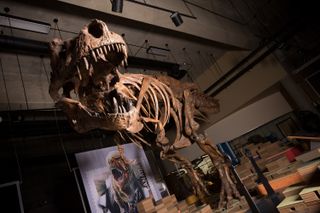 Scotty T. rex skeleton