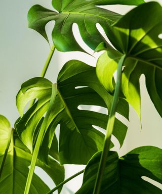 A green monstera plant with large leaves