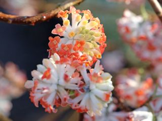 Edgeworthia chrysantha 'red dragon'