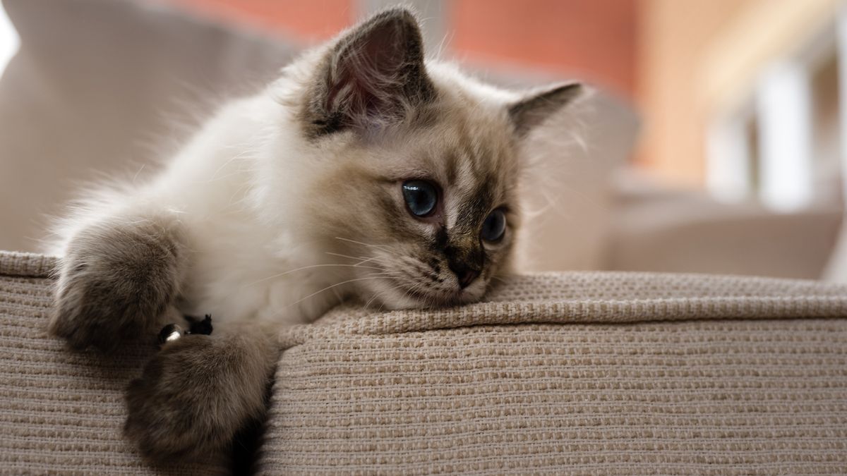32 fun facts about ragdoll cats | PetsRadar
