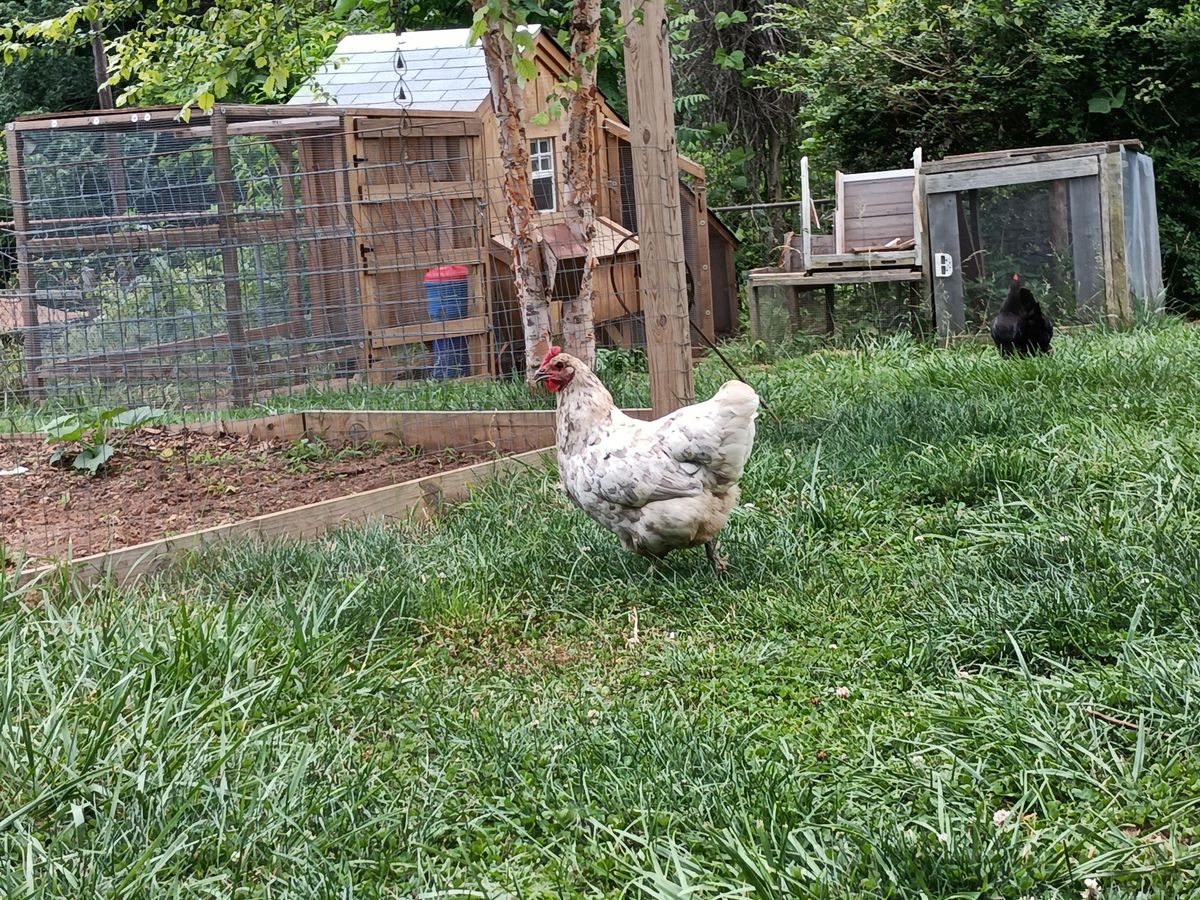 A chicken on grass
