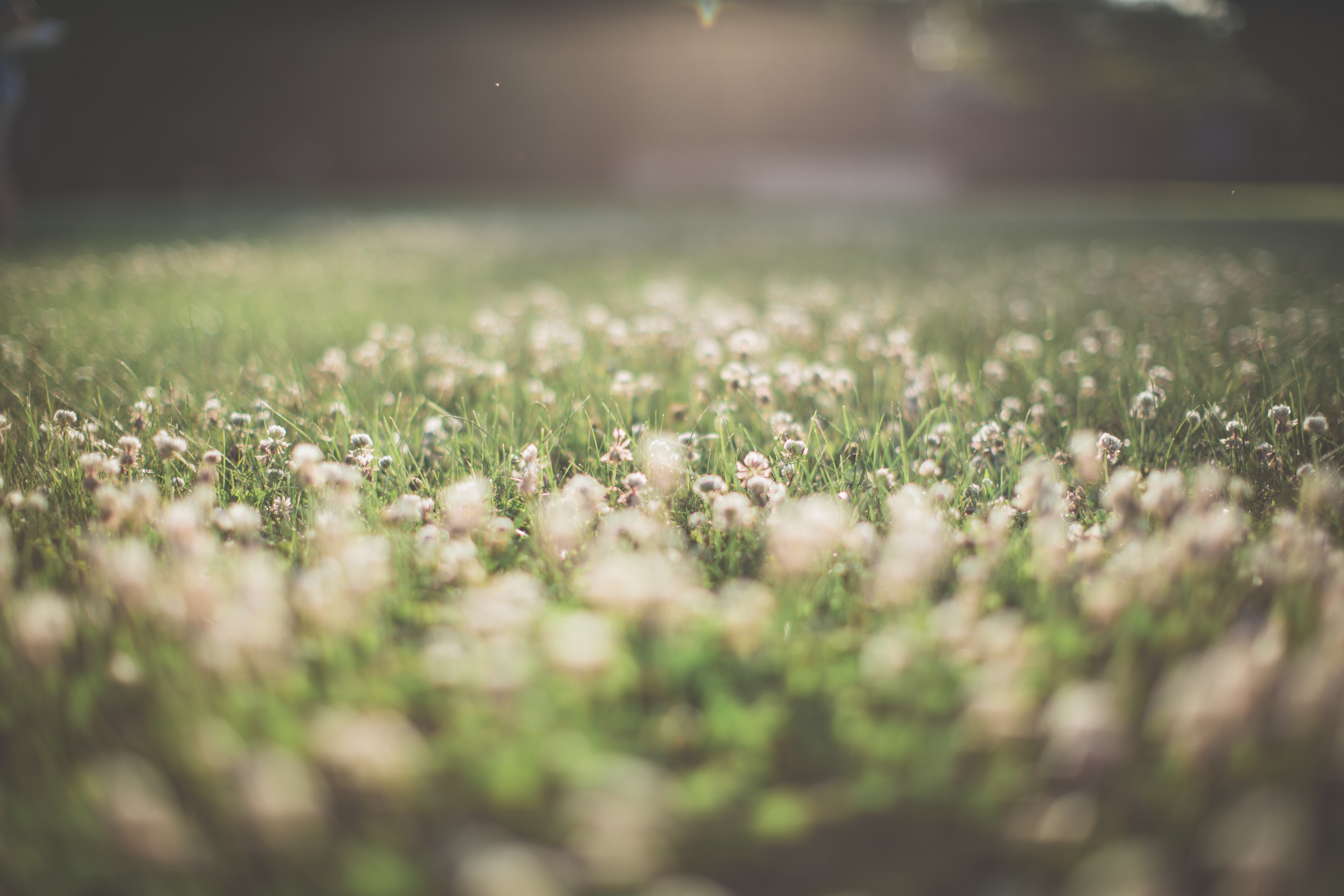 Field of white. clover flowers
