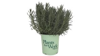 best lavender plant