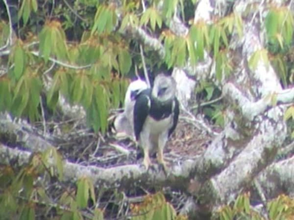 harpy-eagle-110215-02