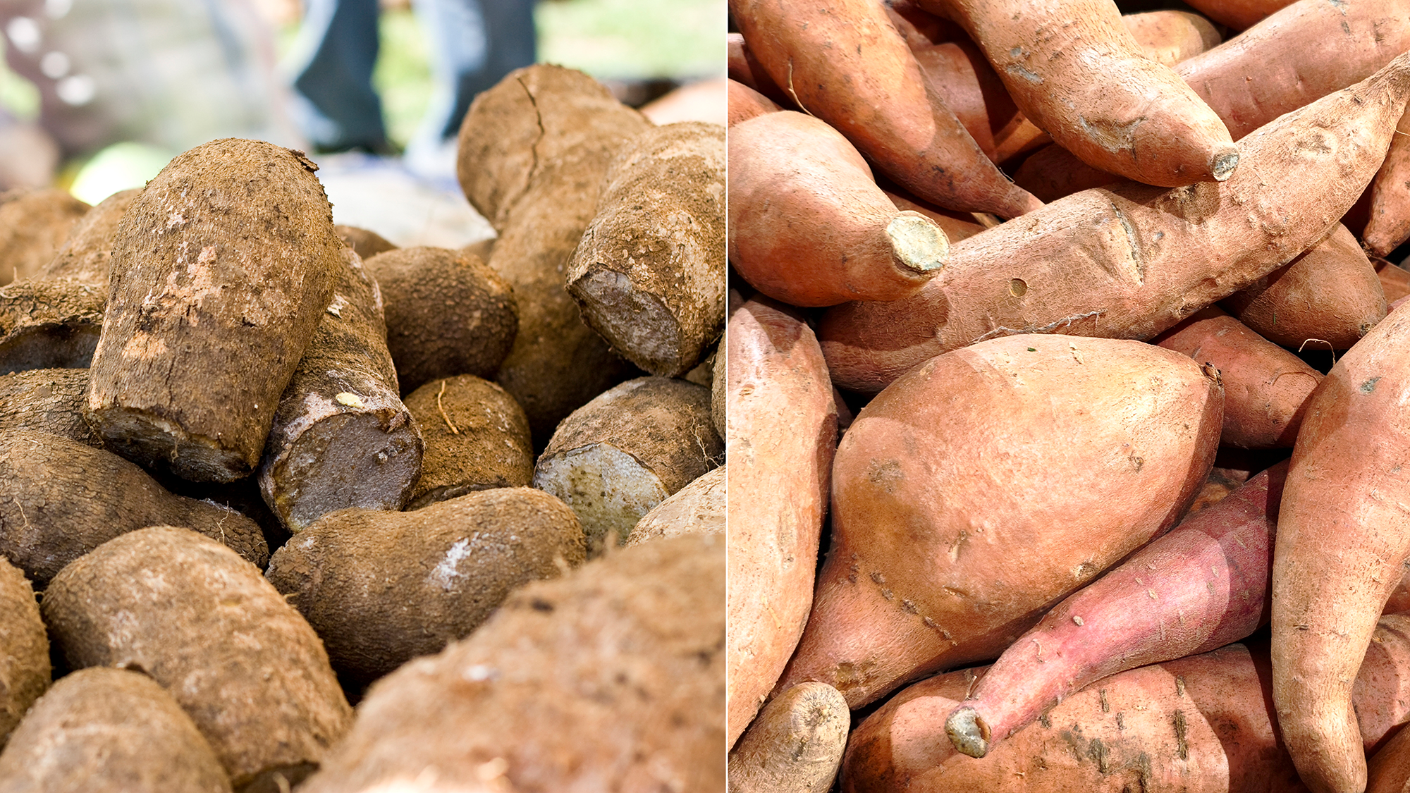 Two images side by side showing stacks of brown yams and reddish swet potatoes.