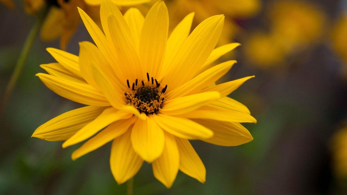 This Pretty Perennial Is The Perfect Swap For Dahlias – It Blooms Into Late Fall, and Pollinators Love It
