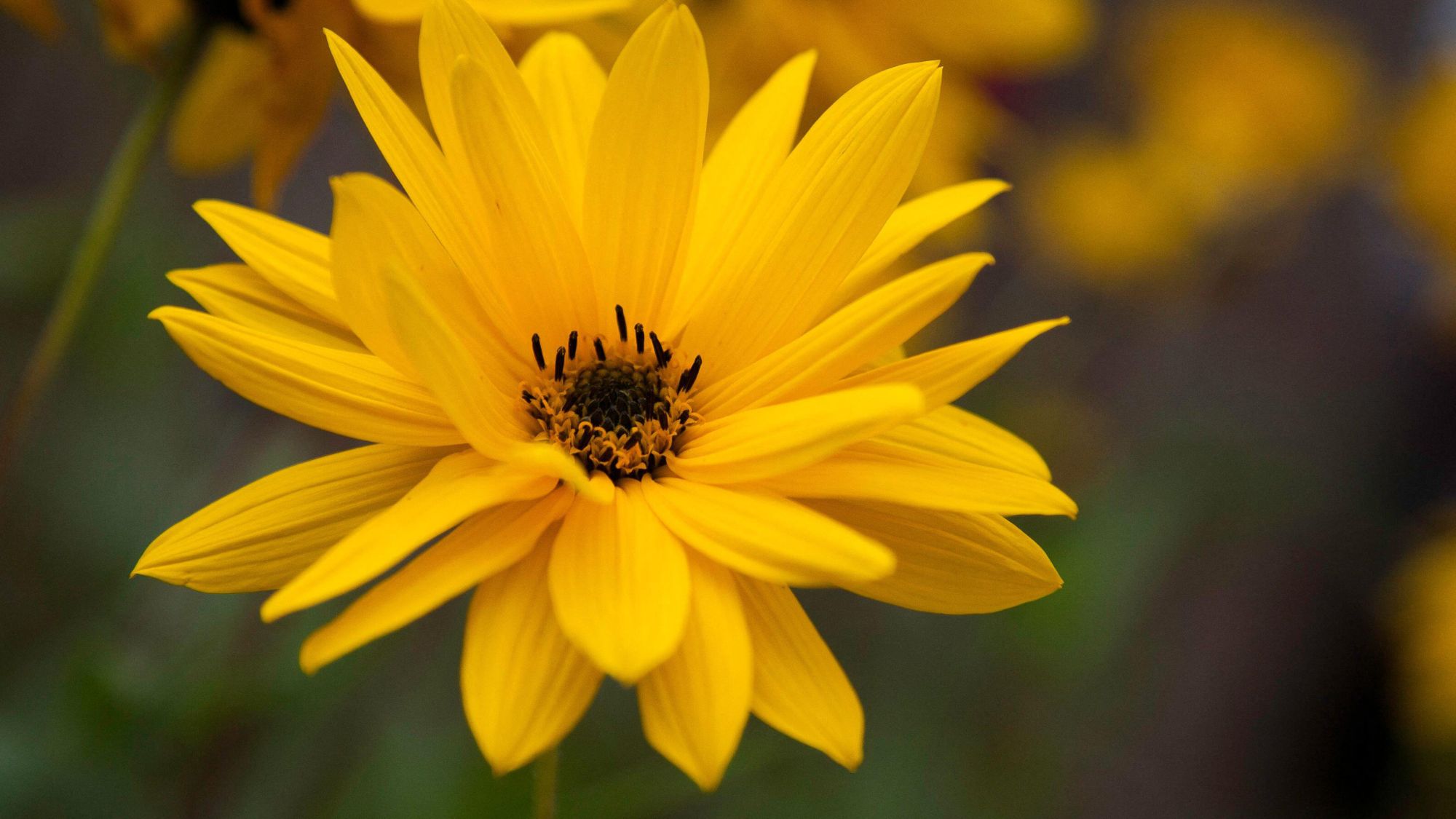 Close up view of a Helianthus 'Autumn Gold' flower head.