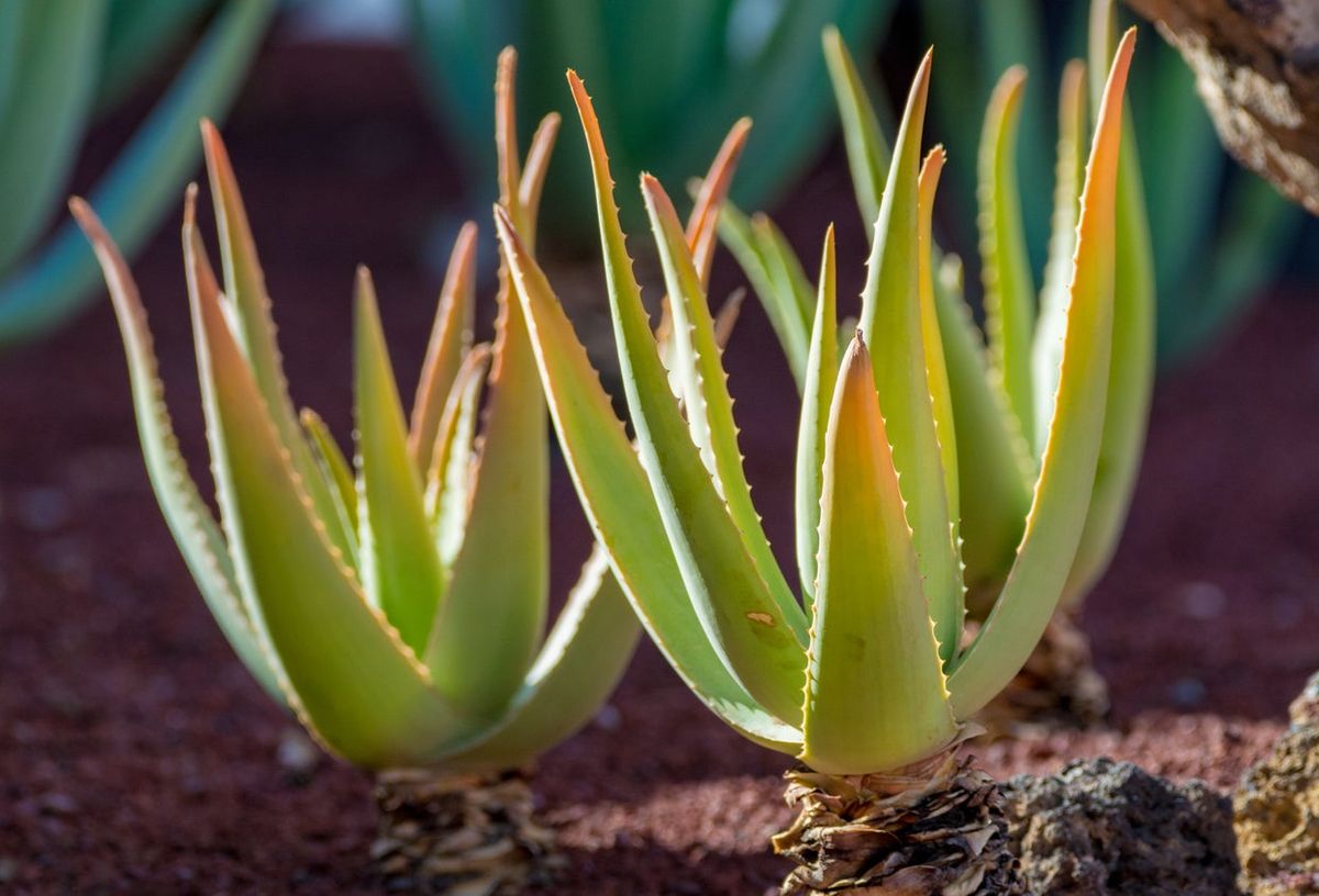 Aloe Vs. Agave Plants: What’s The Difference Between Aloe And Agave ...