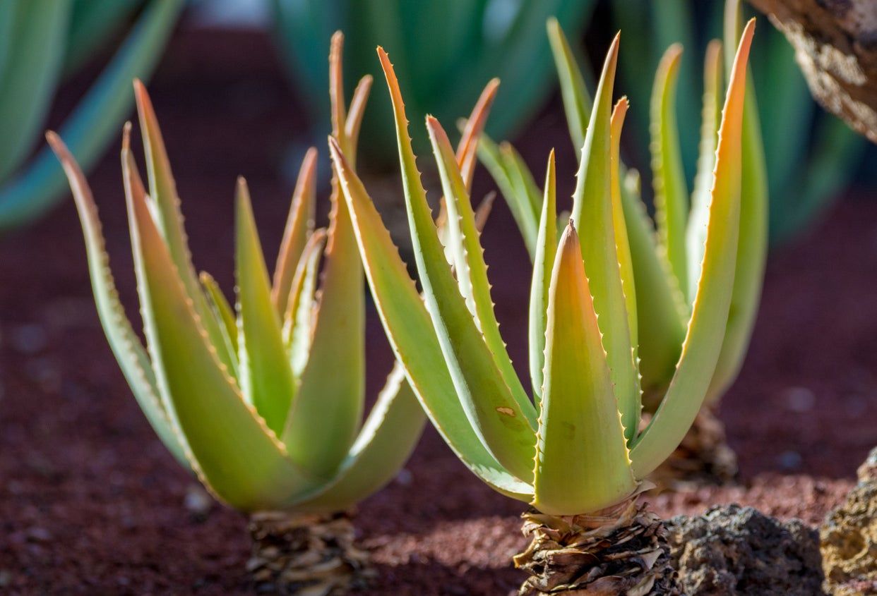 Two Aloe Plants